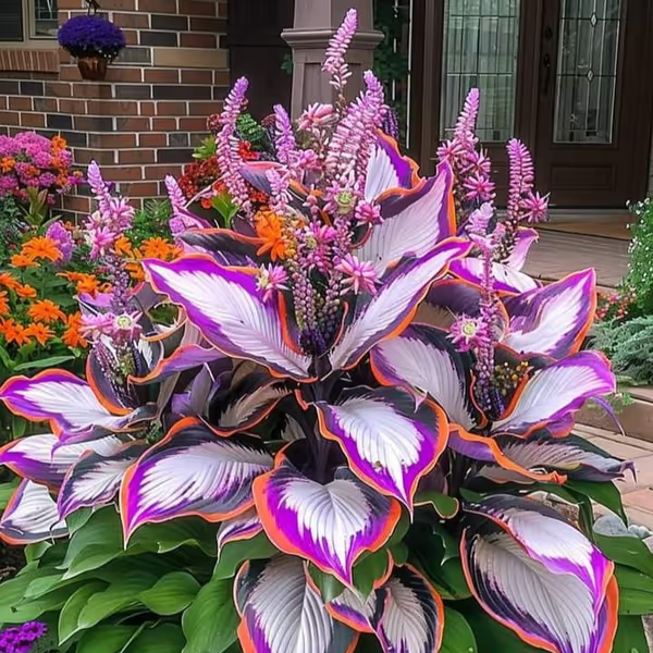 Premium Rare Hosta Seeds Shade-Tolerant Plant