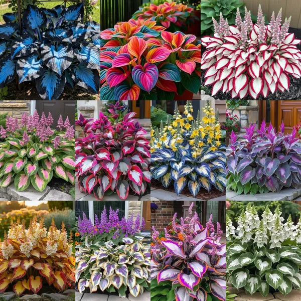 Premium Rare Hosta Seeds Shade-Tolerant Plant