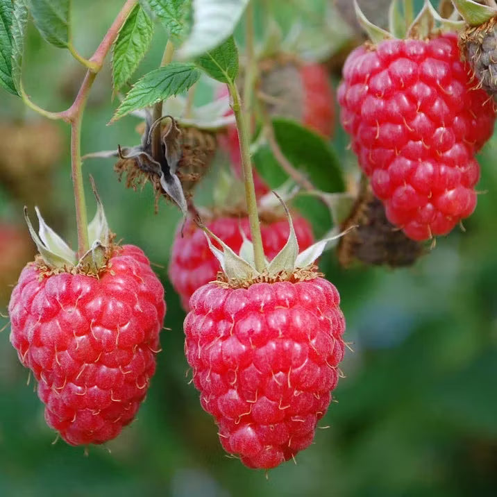 Raspberry Seeds