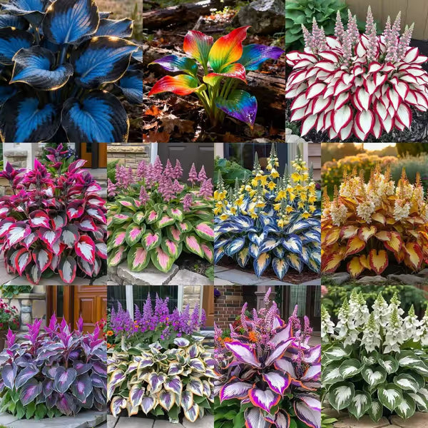 Premium Rare Hosta Seeds Shade-Tolerant Plant
