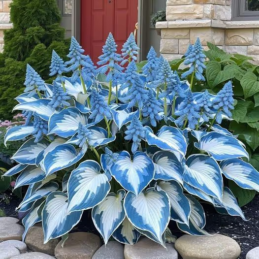 Premium Rare Hosta Seeds Shade-Tolerant Plant