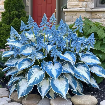Premium Rare Hosta Seeds Shade-Tolerant Plant