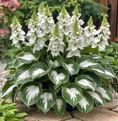 Premium Rare Hosta Seeds Shade-Tolerant Plant