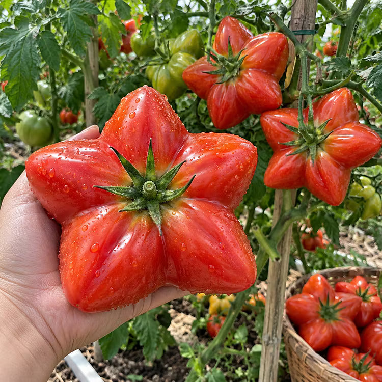 Rare Giant Starburst Tomato Seeds – Unique Five-Point Shaped Tomatoes