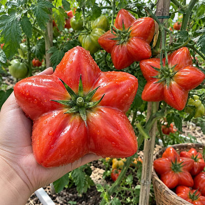 Rare Giant Starburst Tomato Seeds – Unique Five-Point Shaped Tomatoes