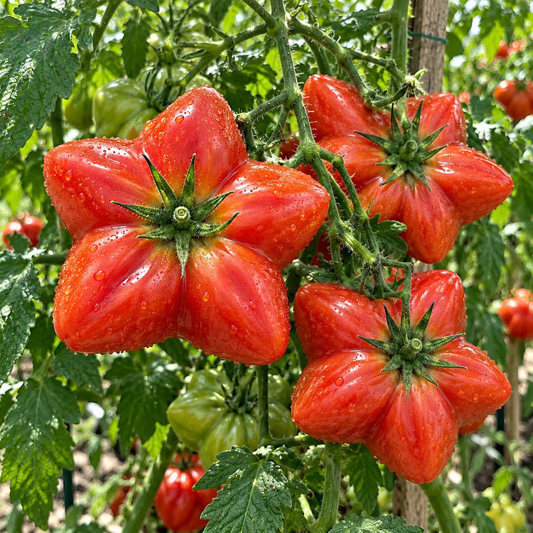 Rare Giant Starburst Tomato Seeds – Unique Five-Point Shaped Tomatoes