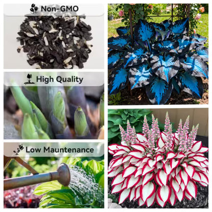 Premium Rare Hosta Seeds Shade-Tolerant Plant