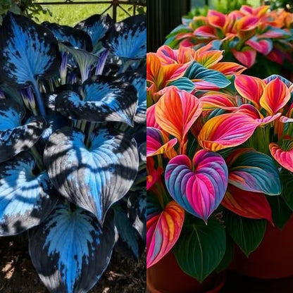 Premium Rare Hosta Seeds Shade-Tolerant Plant