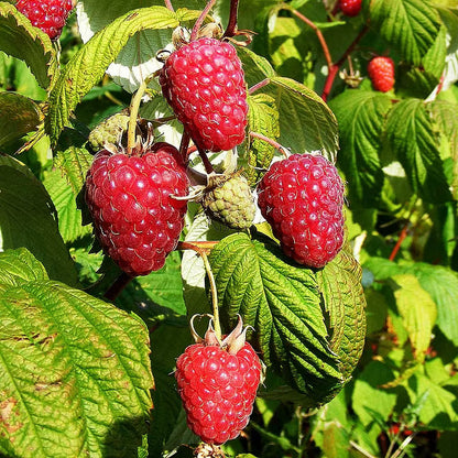 Raspberry Seeds