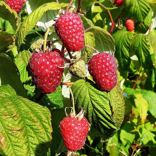 Raspberry Seeds