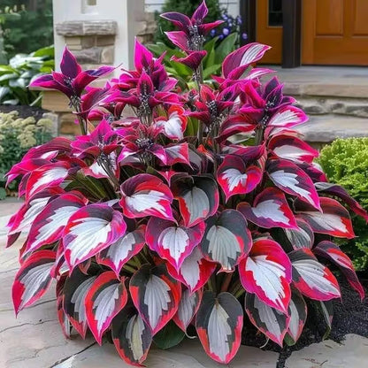 Premium Rare Hosta Seeds Shade-Tolerant Plant
