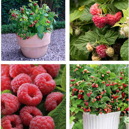 Raspberry Seeds