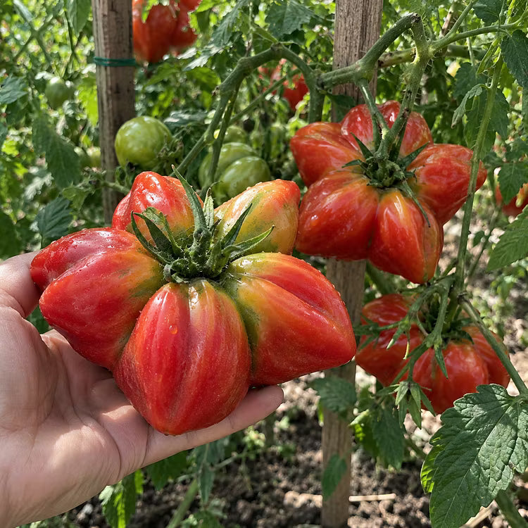 Rare Giant Starburst Tomato Seeds – Unique Five-Point Shaped Tomatoes