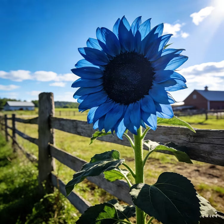 Bright Blue Sunflower Seeds