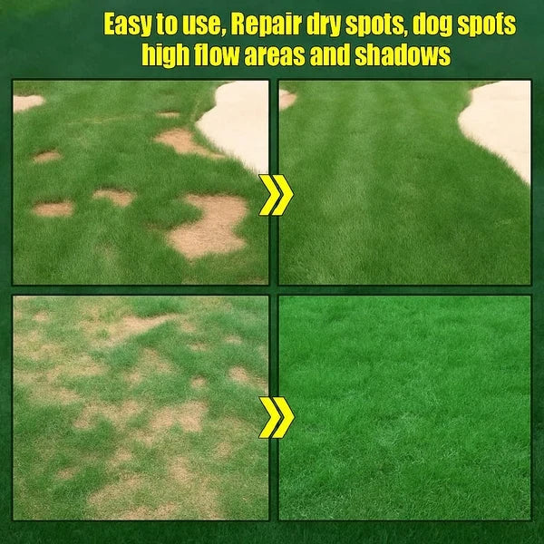 Evergreen dwarf grass seed for four seasons