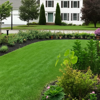 Evergreen dwarf grass seed for four seasons