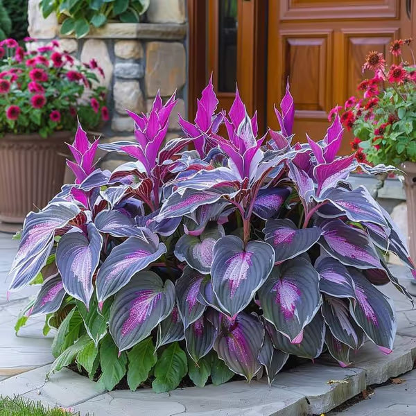 Premium Rare Hosta Seeds Shade-Tolerant Plant