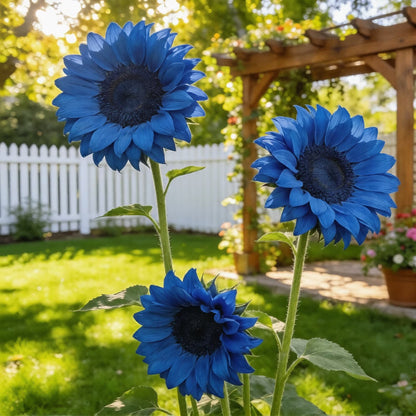 Bright Blue Sunflower Seeds