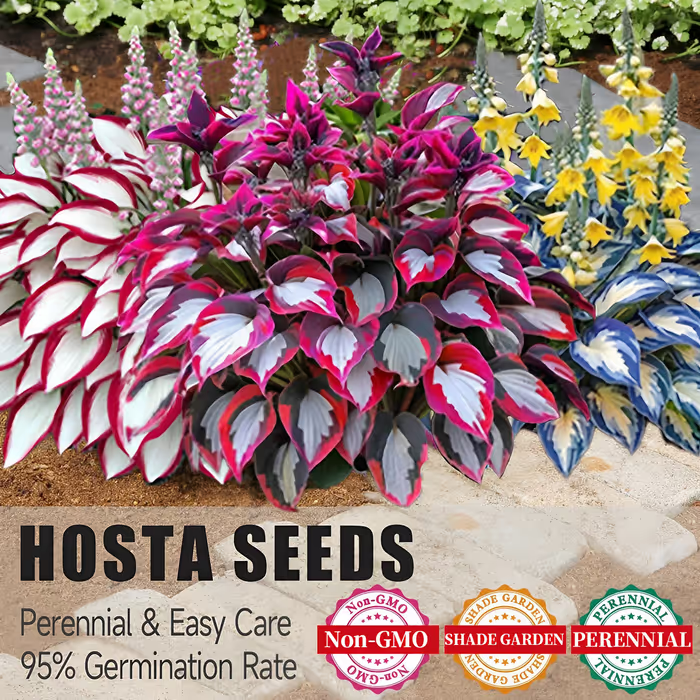 Premium Rare Hosta Seeds Shade-Tolerant Plant