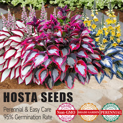 Premium Rare Hosta Seeds Shade-Tolerant Plant