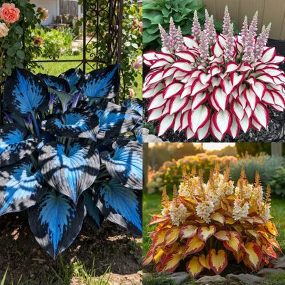 Premium Rare Hosta Seeds Shade-Tolerant Plant