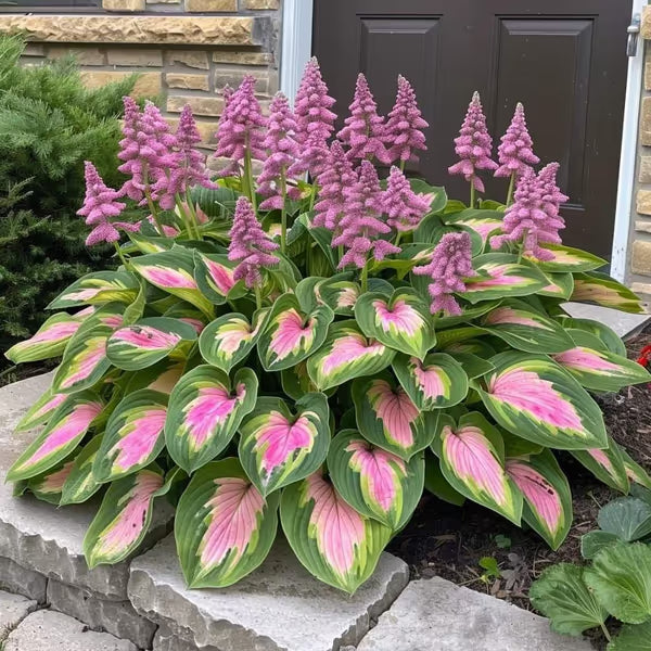 Premium Rare Hosta Seeds Shade-Tolerant Plant