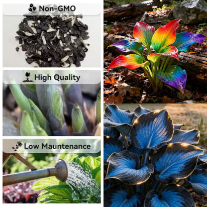 Premium Rare Hosta Seeds Shade-Tolerant Plant