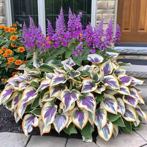 Premium Rare Hosta Seeds Shade-Tolerant Plant