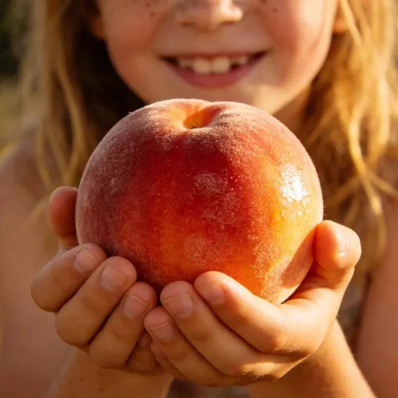 "Honey Red" Dwarf Peach Tree Live Seeds