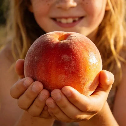 "Honey Red" Dwarf Peach Tree Live Seeds