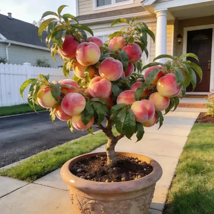 "Honey Red" Dwarf Peach Tree Live Seeds
